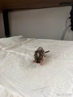 Predám mláďatá osmaka degu🐾 - 6