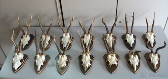 Predám srnčie trofeje-dovoz Rakúsko. - 6