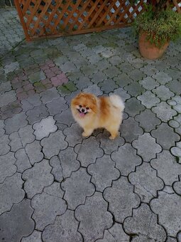 Pomeranian - 6
