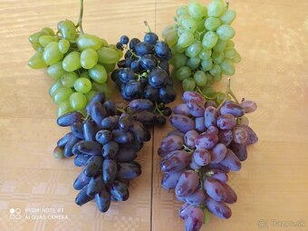 Sadenice vinica - 6
