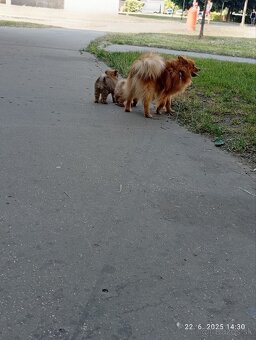 Nemecký špic malý/ pomerian - 6