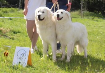 Slovenský čuvač s PP - 6