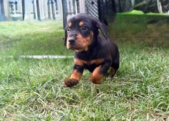 Slovenský kopov s PP - 6