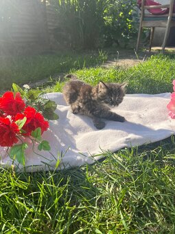 DARUJEME MAČIATKA IBA DO DOBRÝCH RÚK - 6