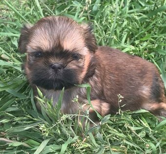 Krásne šteniatka Shih Tzu, FCI - 6