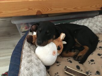 Beauceron Archi - 6