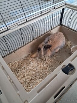 Zakrslý králik - 6