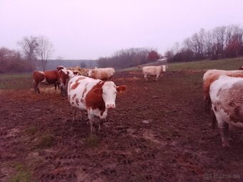 Jalovice, kravy - 6