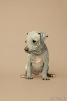 Americký bezsrstý teriér - 6