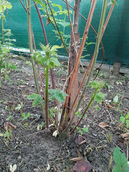 slachtene beztrnove velkoplode cernice - 6