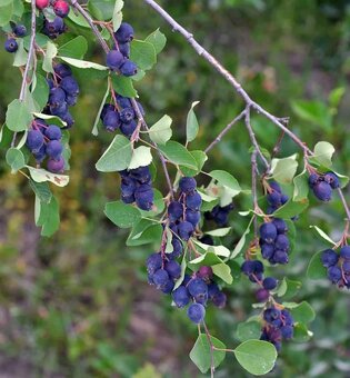Muchovník - amelanchier - indianska čučoriedka - 6