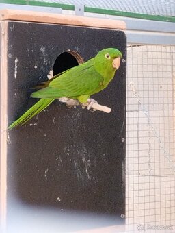 ARATINGA BNIELOOKA - 6