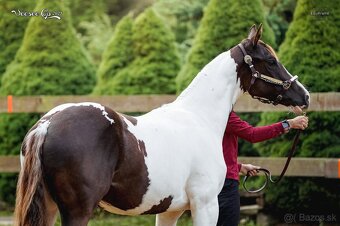 APH hřebeček 2024 - 6