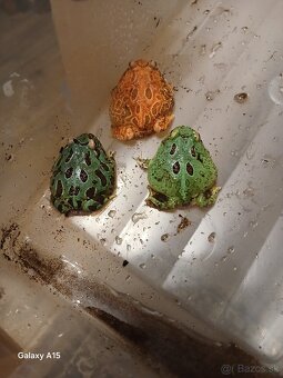 Rohatka cranwelova - 6