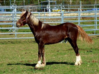 Welsh Cob C, Welsh pony - 6