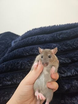 Darujem potkaníky - 6