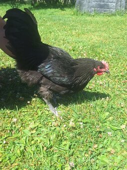 Kohuty leghorn, australorp - 6