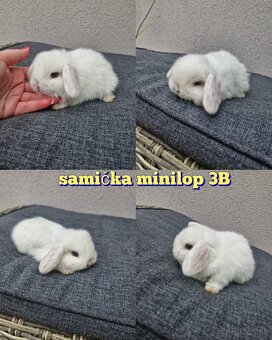 Minilop, zakrsly baranček , zakrsly kralik, zajko - 6