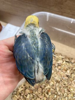 Rucne dokrmovane agapornisy fischer opalin tyrkys - 6