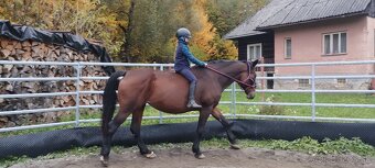 Predám/ vymením 10r kobylu na rekreaciu - 6