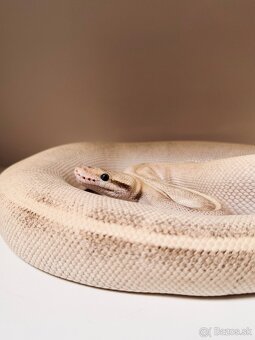 PYTHON REGIUS SAMICE VHODNÉ DO CHOVU ALEBO NA MILÁČIKA - 6