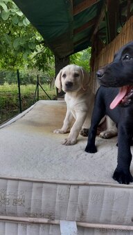 Šteniatka čistokrvného labradora - 6