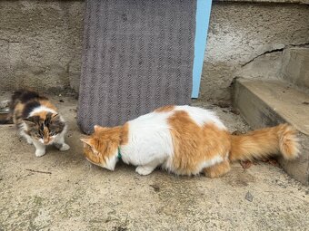 Dlhosrsta mačička trojfarebná - 6