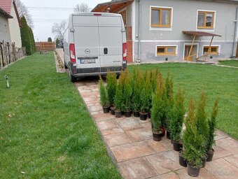 Tuja Smaragd, vavrínovec, červienka - Nanestovo - 6