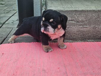 Anglicky buldog,bulldog - 6