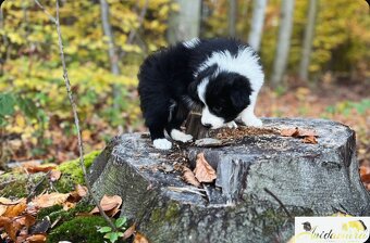 Border collie FCI - 6