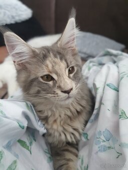 Mainská mývalia / Maine coon - 6