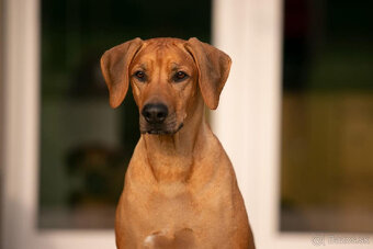 Rhodesian ridgeback s PP - 6