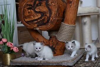 RAGDOLL mačiatka s rodokmeňom, - 6
