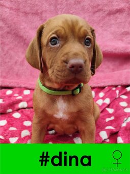 Maďarská vyžla bez PP - 6