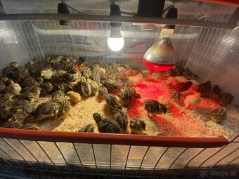 Prepelice japonské,prepeličie vajíčka,vajcia,trus,hnojivo - 6