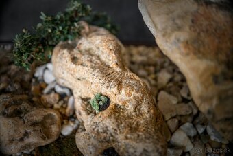 Krajinka Bonsai v miske 78x38cm - 6