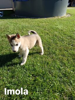 Sibirsky husky - 6