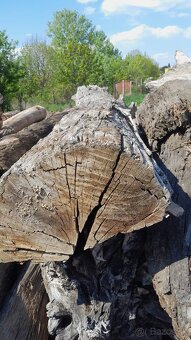 Subfosílny dub - cca 3000 rokov starý - 6