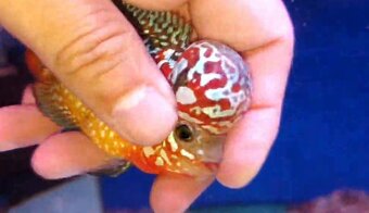 Flowerhorn kamfa shortbody - 6