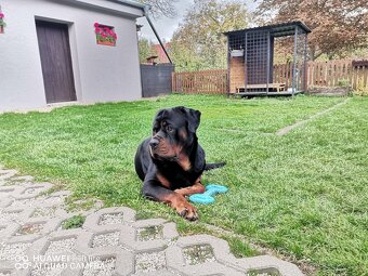 Rottweiler na krytie - 6