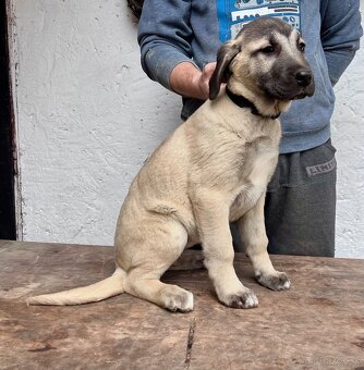 KANGAL - štěňata již K ODBĚRU, iba sučky - 6