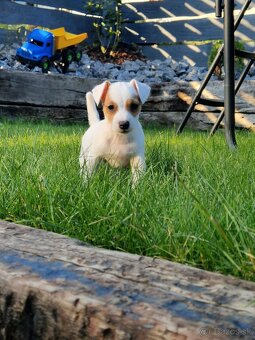 Jack russel teriér - 6