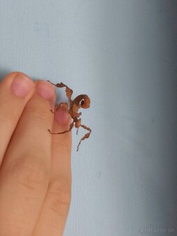 Predám Strašilky australské - 6