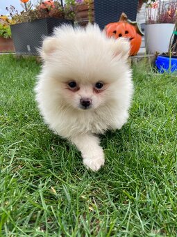 Pomeranian, špic, oranžový špic, pomik - 6