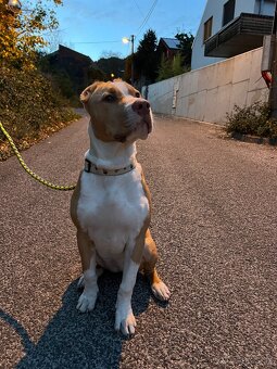 Fenka American Bully XL - 6