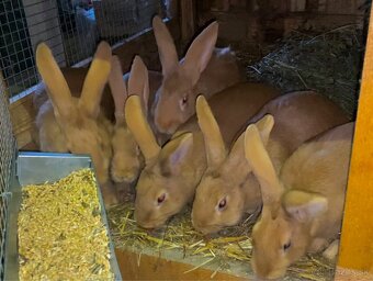 Burgundské králiky, viedenská modra - 6