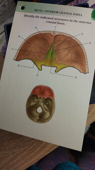 Anatomické kartičky - 6