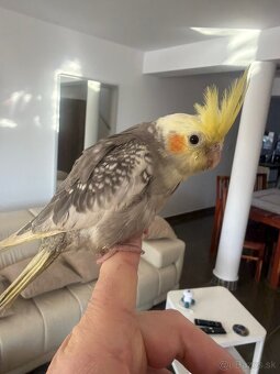 Korela Maznačik krotká - 6