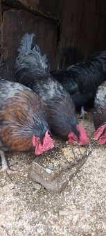 Kohuty australorpka cierne,sive - 6