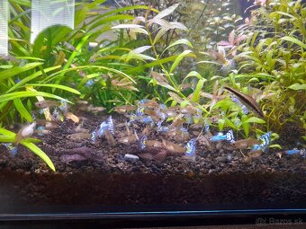 Japan Blue White Mosaic guppy - 6